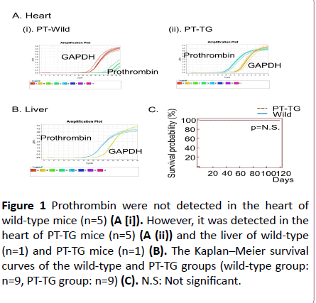 Mice With The Heart Specific Overexpression Of Prothrombin Do Not Show Cardiac Insufficiency Insight Medical Publishing